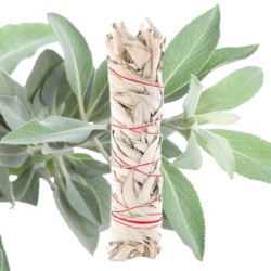 Sauge blanche Fagot baton - +/- 70 à 100 grs - XXL - smudge
