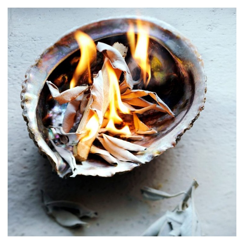 KIT Sauge blanche - Palo Santo & Abalone -  Jiri friends - Smudge