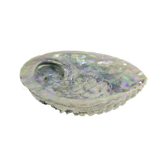 Coquillage Abalone pour smudge encens - avec ou sans support