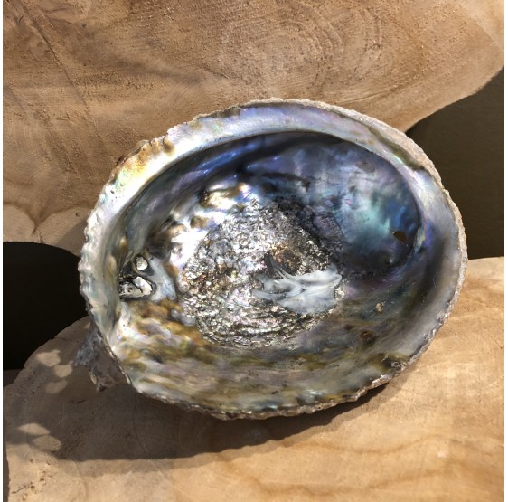 Coquillage Abalone pour smudge encens - avec ou sans support