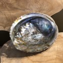 Coquillage Abalone pour smudge encens - avec ou sans support