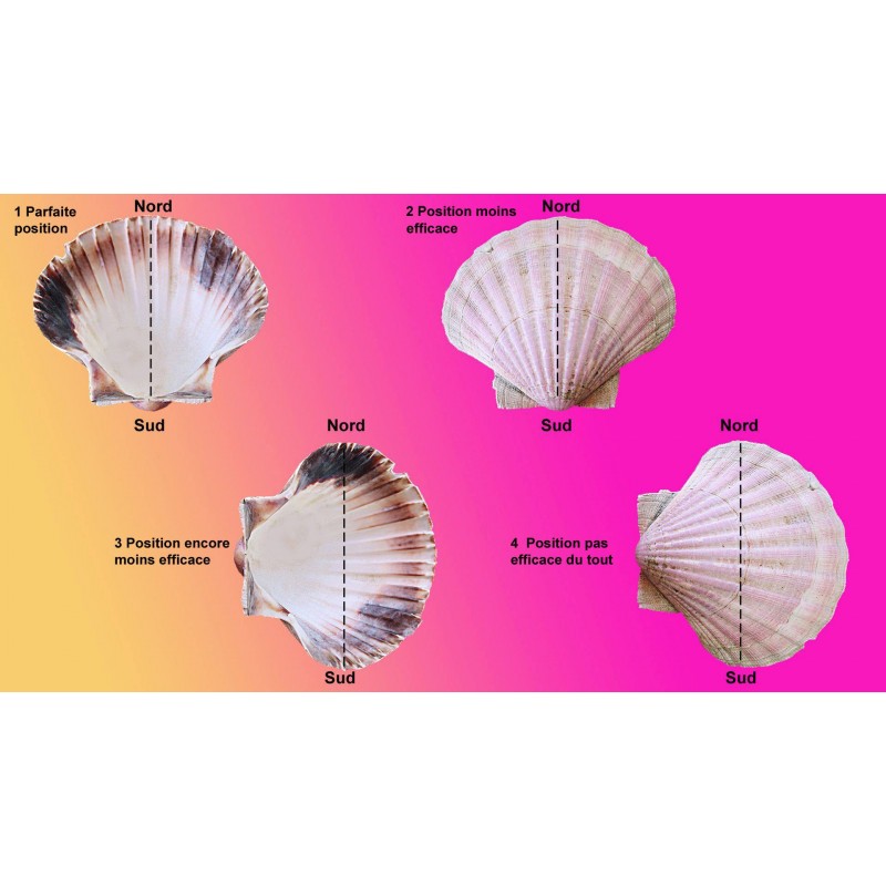 l onde de forme de la coquille recharge et purifie les pierres